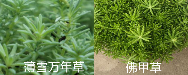 佛甲草和薄雪万年草的区别(万年草和佛甲草什么区别)