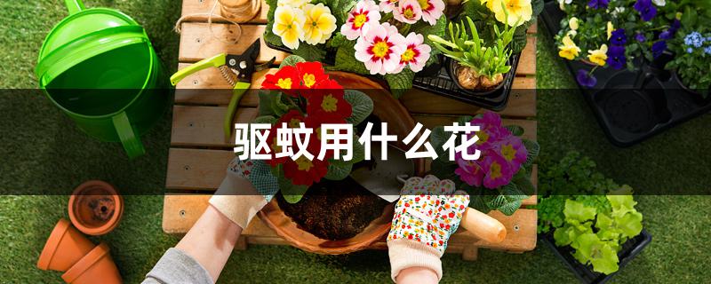 驱蚊用什么花露水效果最好(驱蚊用什么花露水好)