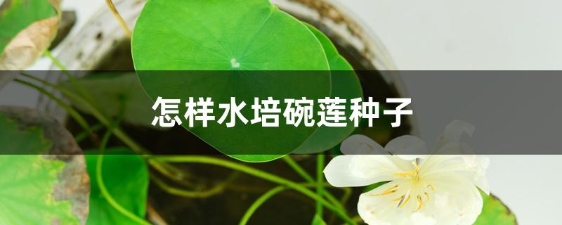 碗莲种子的种植方法水培(碗莲的种子怎么水培)