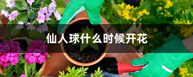 仙人球怎么养才会开花(开花仙人球)