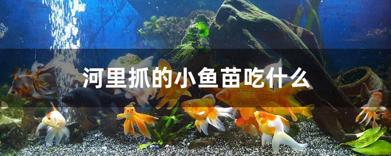 河里捞的小鱼苗吃什么(河里抓的小鱼怎么养活吃什么)