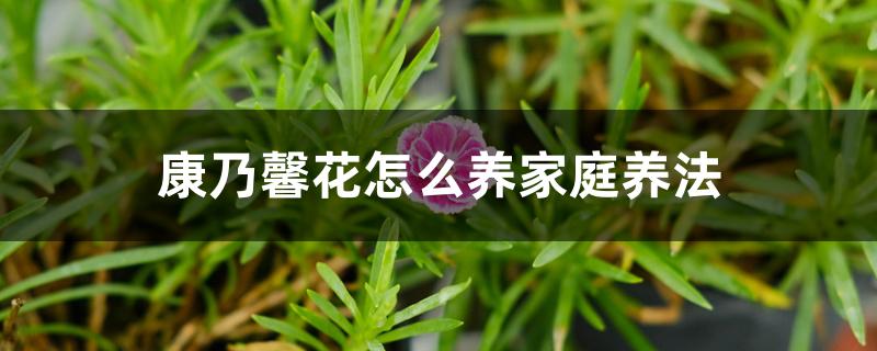 康乃馨花怎么养家庭养法(康乃馨花的图片大全 最美)