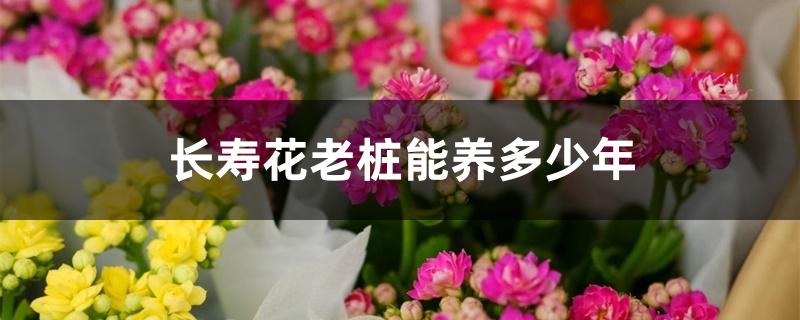 长寿花老桩可以养几年(长寿花可以养老桩吗)