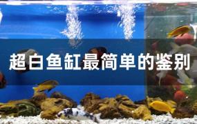 怎么分辨超白鱼缸(鱼缸怎么看是不是超白)