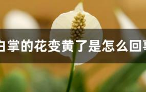 白掌花变黄了怎么办(白掌为什么叶子会变黄)