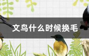 文鸟换毛是什么时候(文鸟幼鸟几个月换毛)