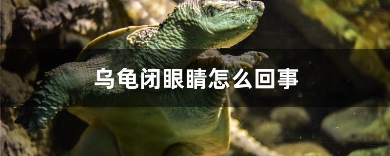 乌龟闭眼睛怎么回事(乌龟总闭眼睛怎么回事)