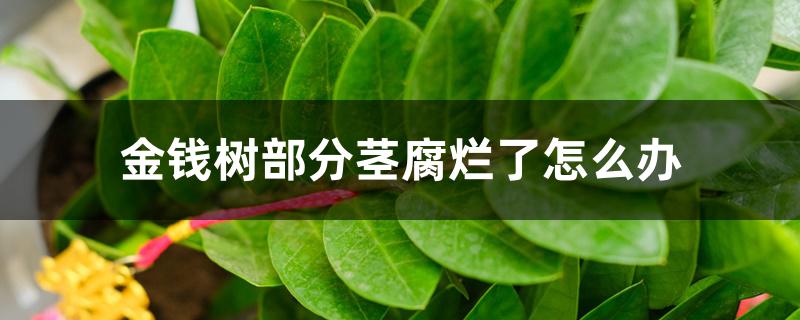 金钱树的茎腐烂了怎么办(金钱树茎烂了怎么回事)