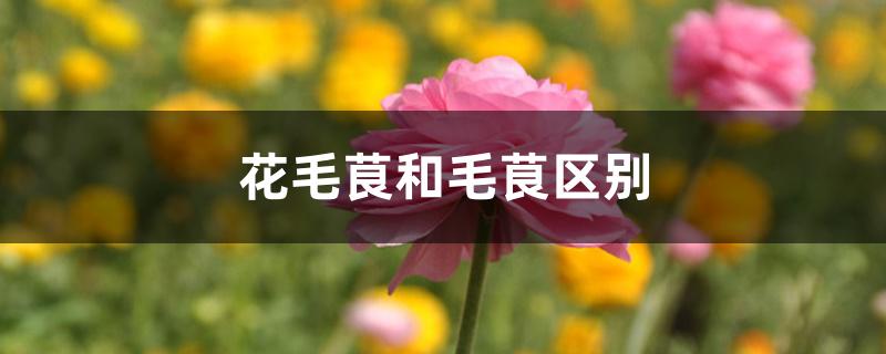 花毛茛和毛茛区别(毛茛和花毛茛一样吗)