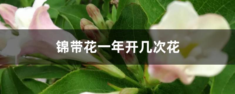 锦带花一年开几次花(锦带花一年开几次花花期多久)