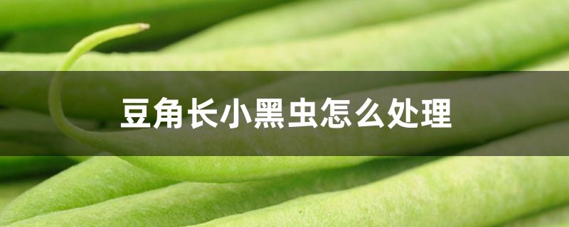 豆里长小黑虫怎么处理(豆角黑色密密麻麻的虫)