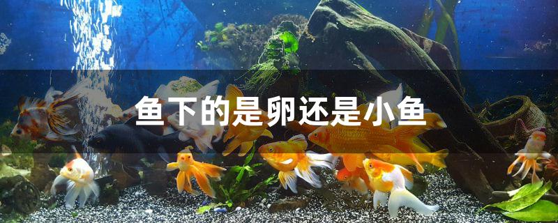 鱼下的是卵还是小鱼好像死了(鱼下鱼卵还是小鱼)