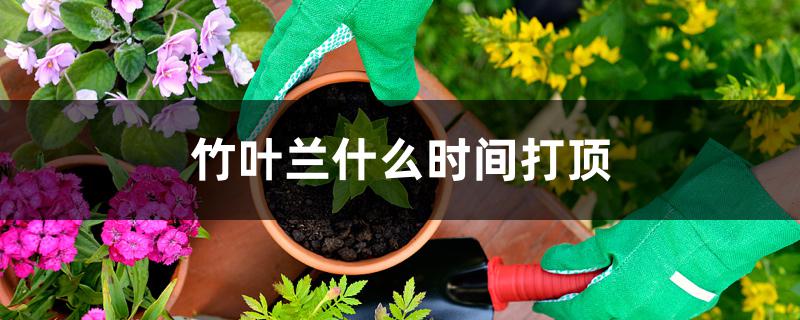 竹叶兰的种植方法)