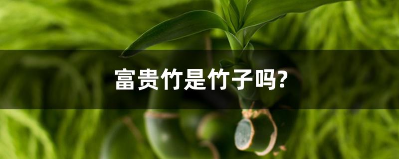 富贵竹是竹子吗?(富贵竹大概什么价位)