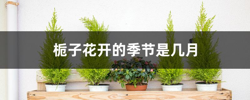 栀子花开是几月份(栀子花开花季节月份)