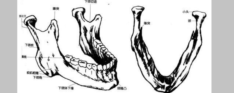 下颌骨在哪里(下颚凹进去怎么办)