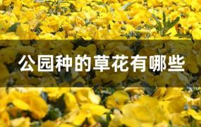 公园里种着什么的花草(公园一般种什么花草树木图片)