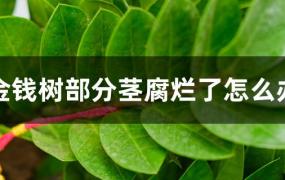 金钱树的茎腐烂了怎么办(金钱树茎烂了怎么回事)