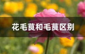 花毛茛和毛茛区别(毛茛和花毛茛一样吗)