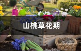 山桃草花期多长(山桃草花期长吗)