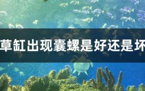 草缸里长螺是好还是坏?(草缸有螺会不会有什么影响)