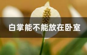 白掌能不能放在卧室里(白掌能放在卧室吗)