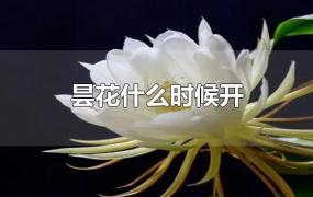 昙花什么时候开花(昙花什么时候开花一年开几次)