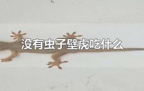 没有虫子壁虎吃什么(没有虫子壁虎吃什么壁虎独居嘛)