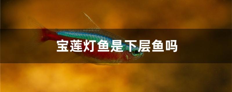 宝莲灯鱼是上层鱼还是下层鱼(宝莲灯鱼属于哪层鱼)