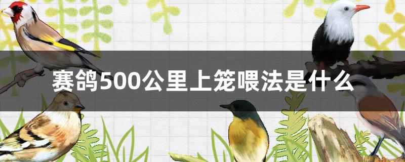 赛鸽500公里上笼前喂法(赛鸽三百公里上笼前怎么喂养)