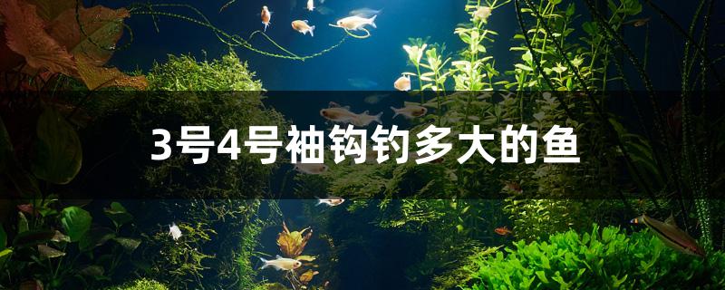 袖钩4号能钓多大的鱼(4号袖钩适合钓多大鱼)