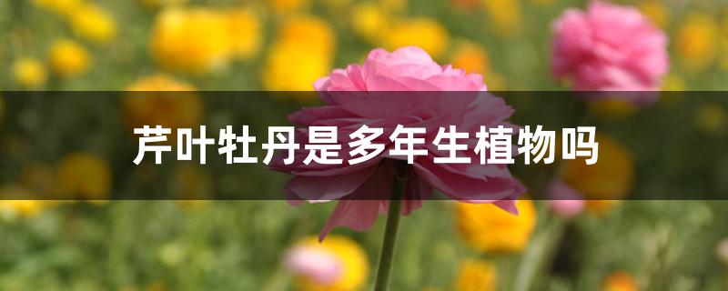 芹叶牡丹是多年生植物吗?(芹叶牡丹什么时候种植)