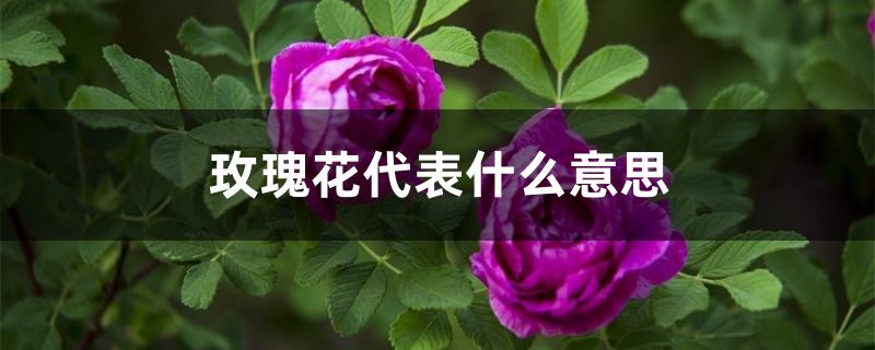 玫瑰花代表的意思从一到一百(玫瑰花送几朵代表什么)