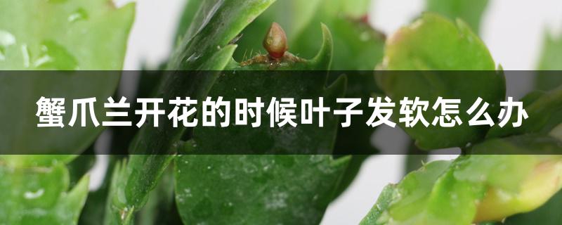 蟹爪兰开花了叶子发软怎么办(蟹爪兰一开花叶子就软)