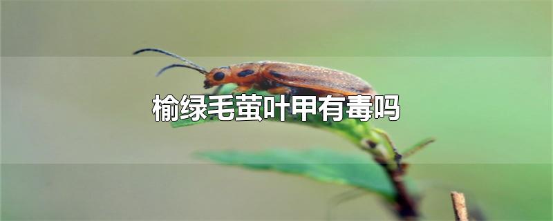 榆绿毛萤叶甲有毒吗(榆绿毛萤叶甲咬人吗)