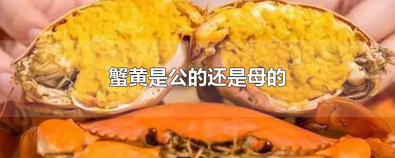 蟹黄是公的还是母的多(河蟹有蟹黄是公的还是母的)