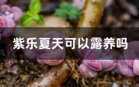 紫乐夏天可以露养吗(紫乐冬天可以露养吗)