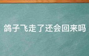 家养的鸽子飞走了还会回来吗(鸽子飞走了还会回来吗家里有幼鸽)