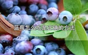 蓝莓怎么吃是正确的方法(蓝莓作用与功效)