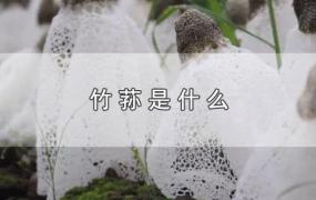 竹荪是什么东西(竹荪是什么东西?有什么用?)