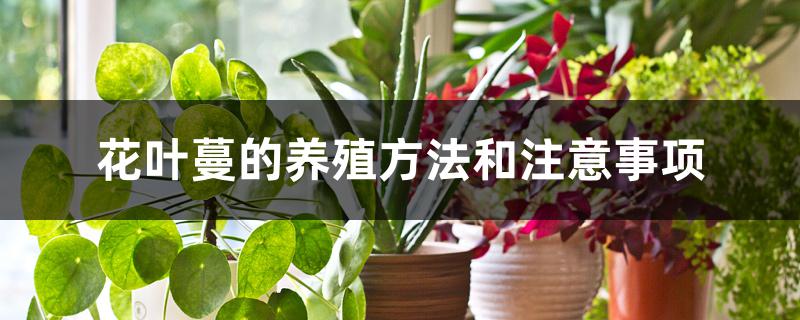 花叶蔓的养殖方法和注意事项水培(花叶蔓怎么过冬)