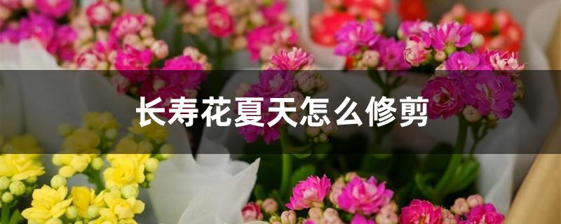 长寿花夏天怎么修剪怎么养(长寿花夏天怎么修剪老花医)