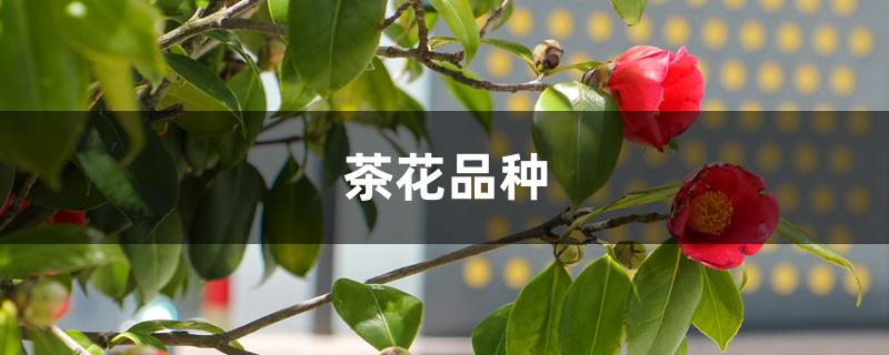 茶花品种图片名称大全(茶花品种排名)