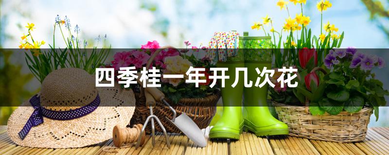 四季桂一年开几次花(四季桂一年开几次花视频)