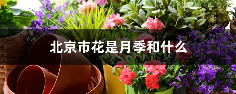 北京市花为什么是月季(北京市花月季象征意义)