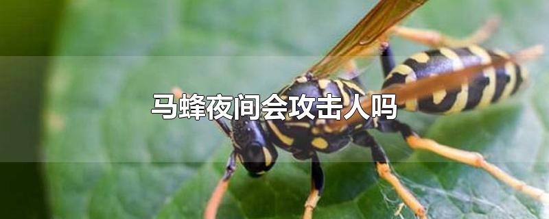 马蜂一般什么情况下会攻击人(马蜂会无缘无故攻击人吗)