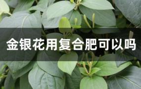 金银花用什么复合肥(金银花专用肥)