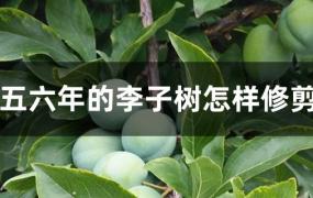 五六年的李子树怎样修剪(二年的李子树怎样修剪)