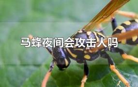 马蜂一般什么情况下会攻击人(马蜂会无缘无故攻击人吗)