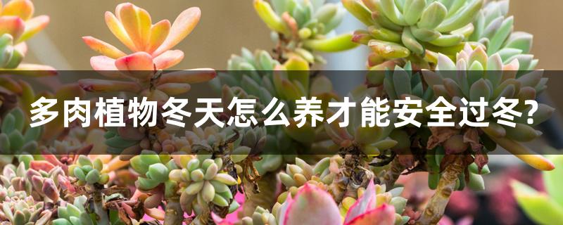 多肉植物冬天在阳台会冻死吗(冬天多肉放在阳台会冻死吗)